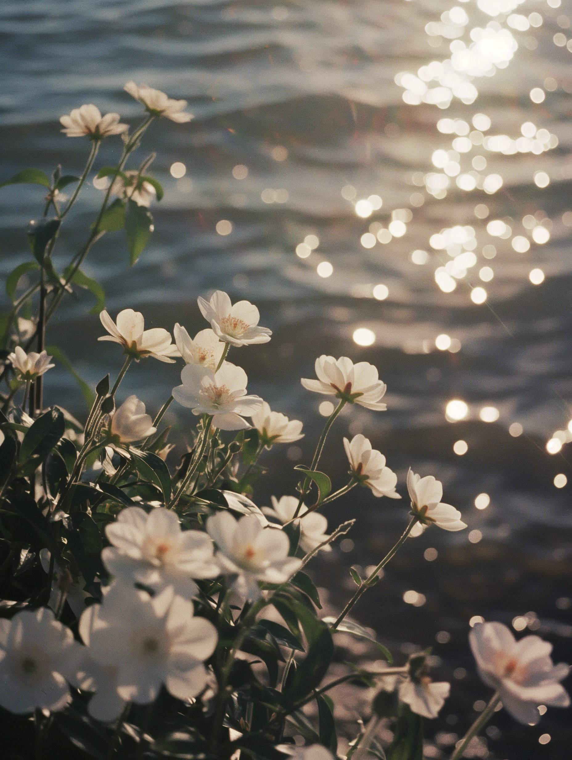 Holding Light Body Scrub