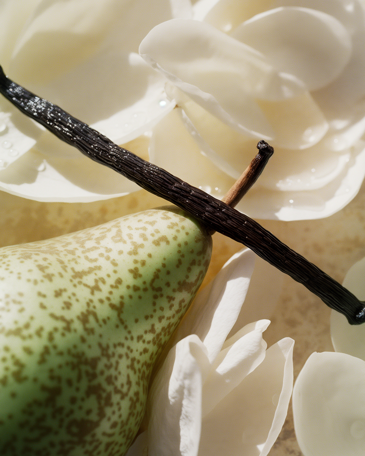 Vanilla Stem
