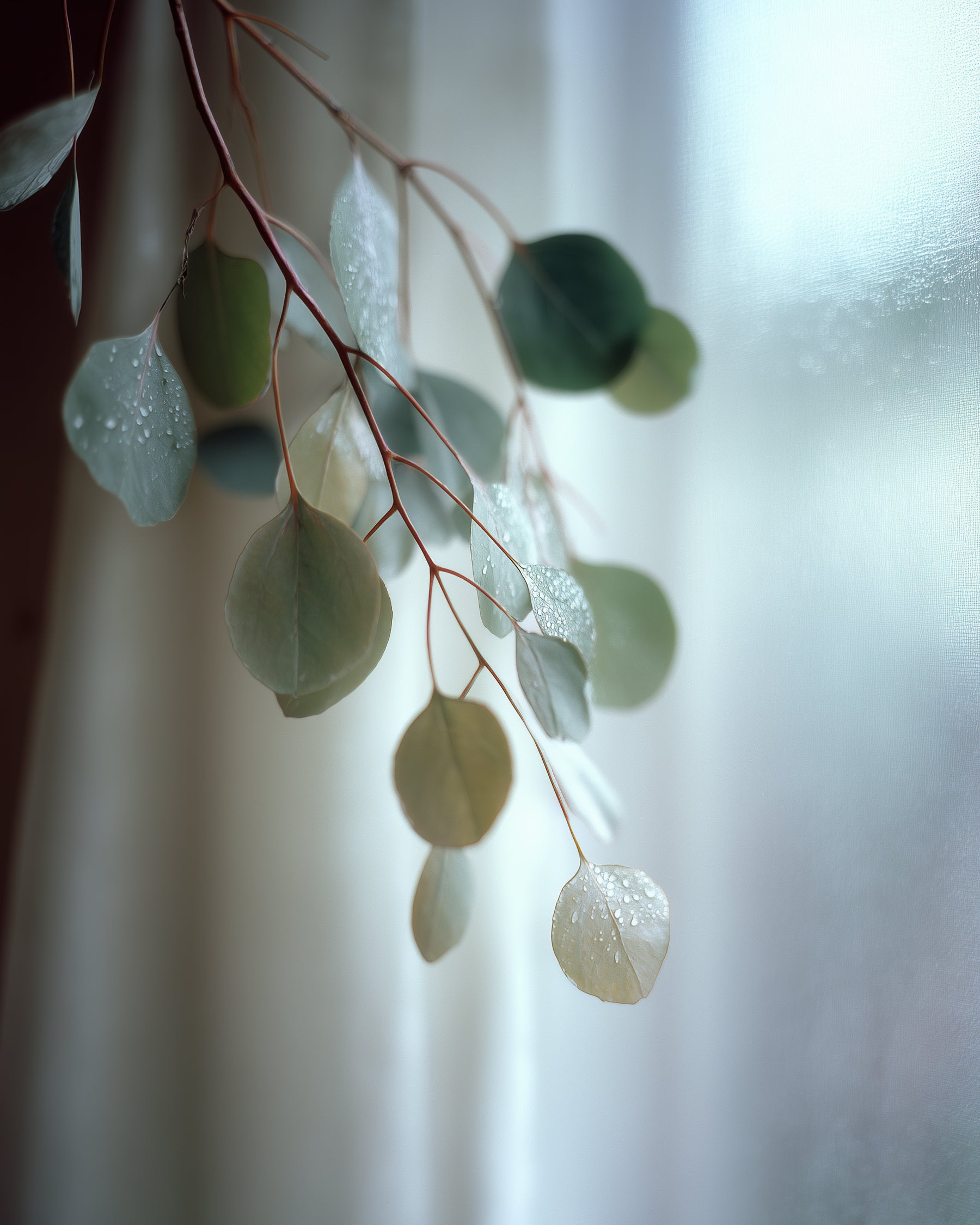 White Ferrari Perfume