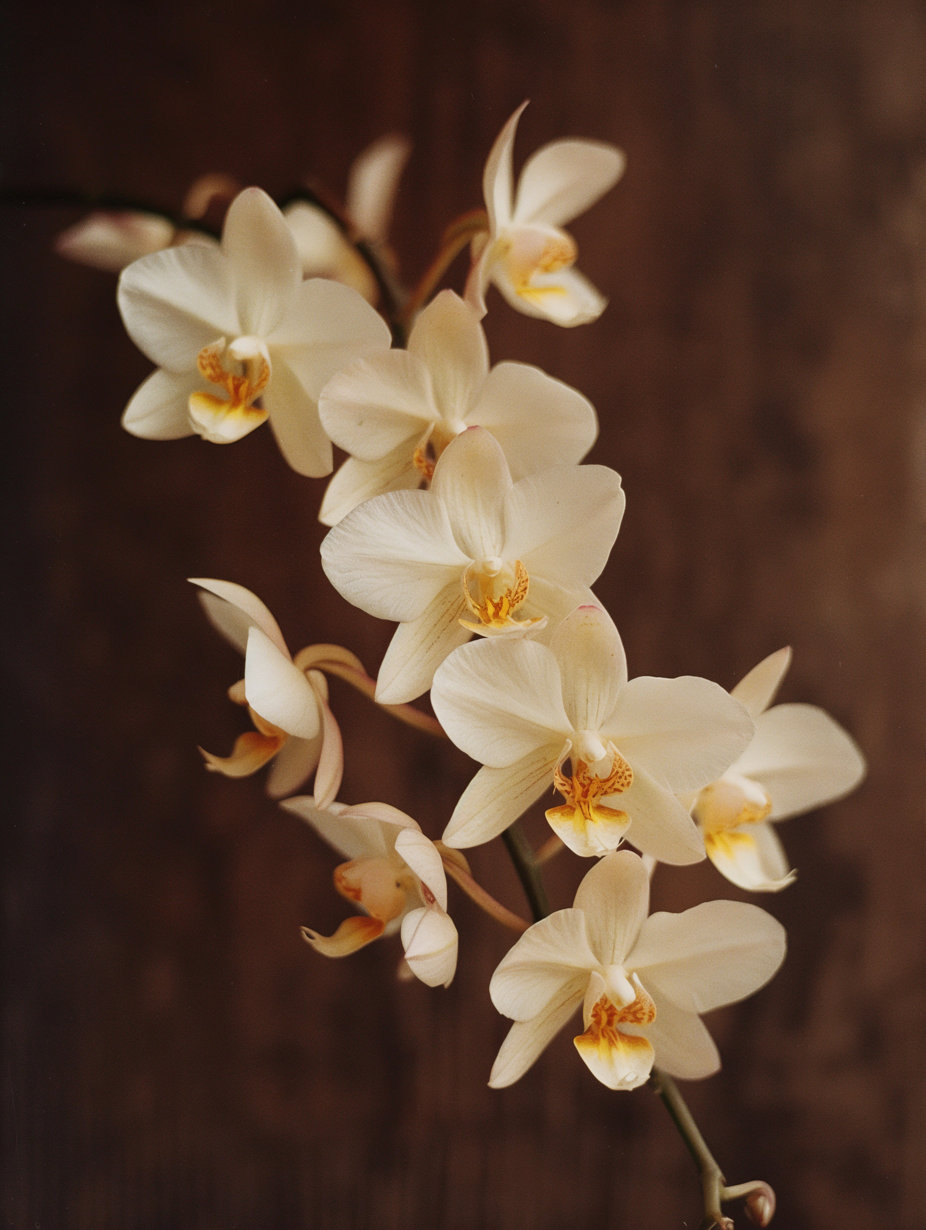 Father Figure Candle