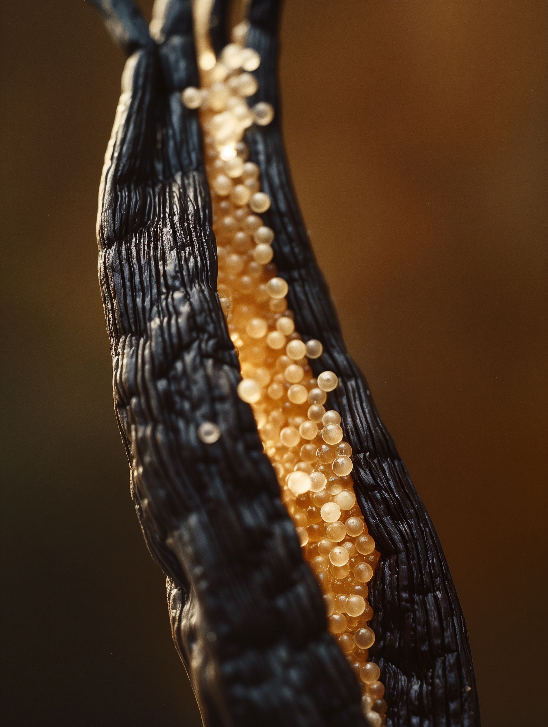 Holding Light Body Scrub