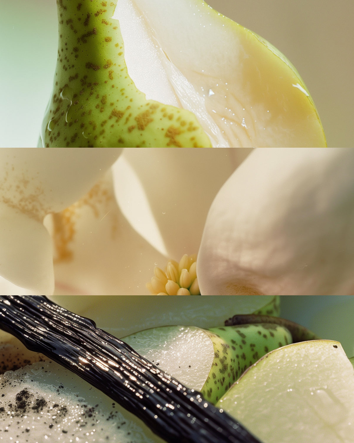 Vanilla Stem