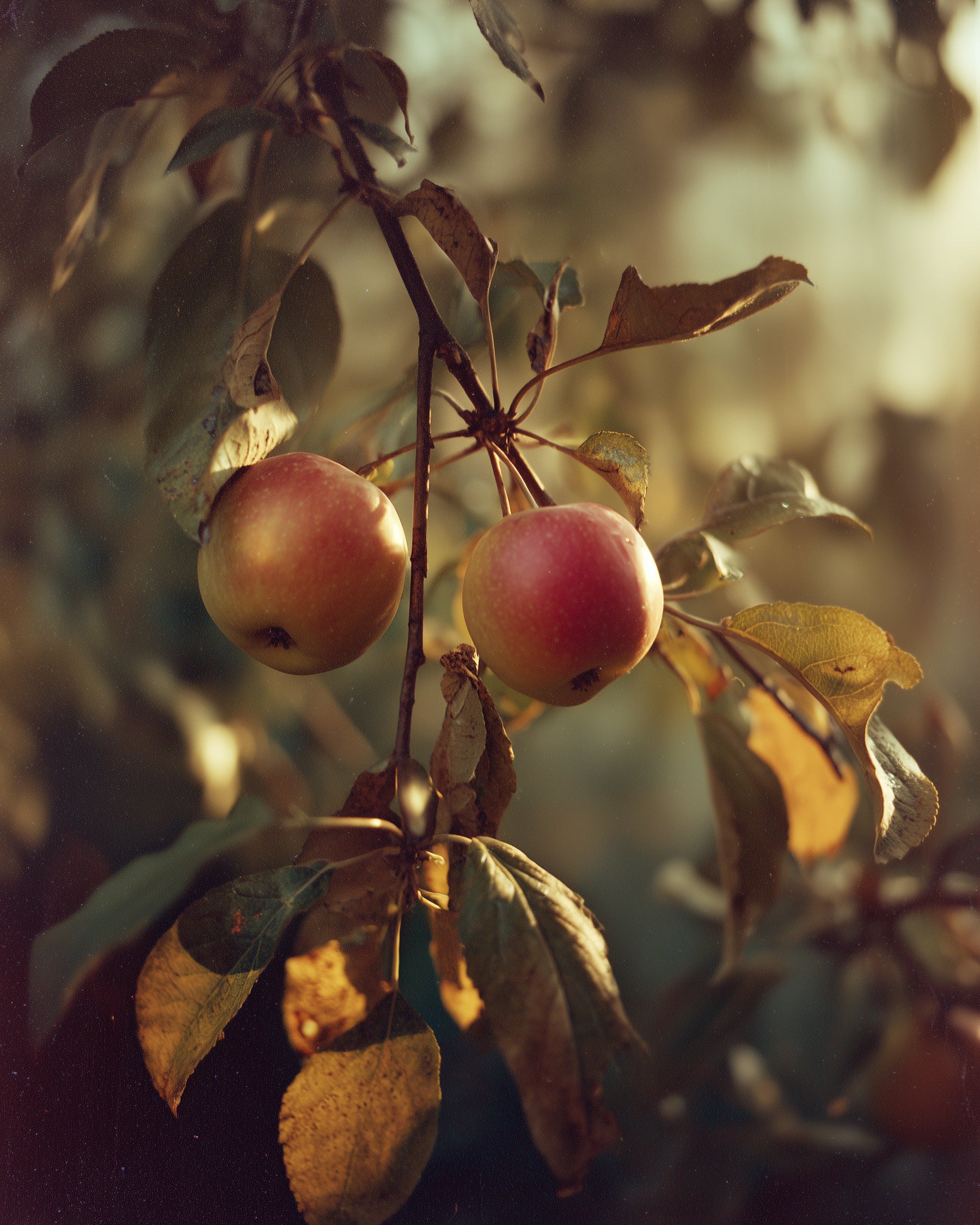 Amber Orchard Candle