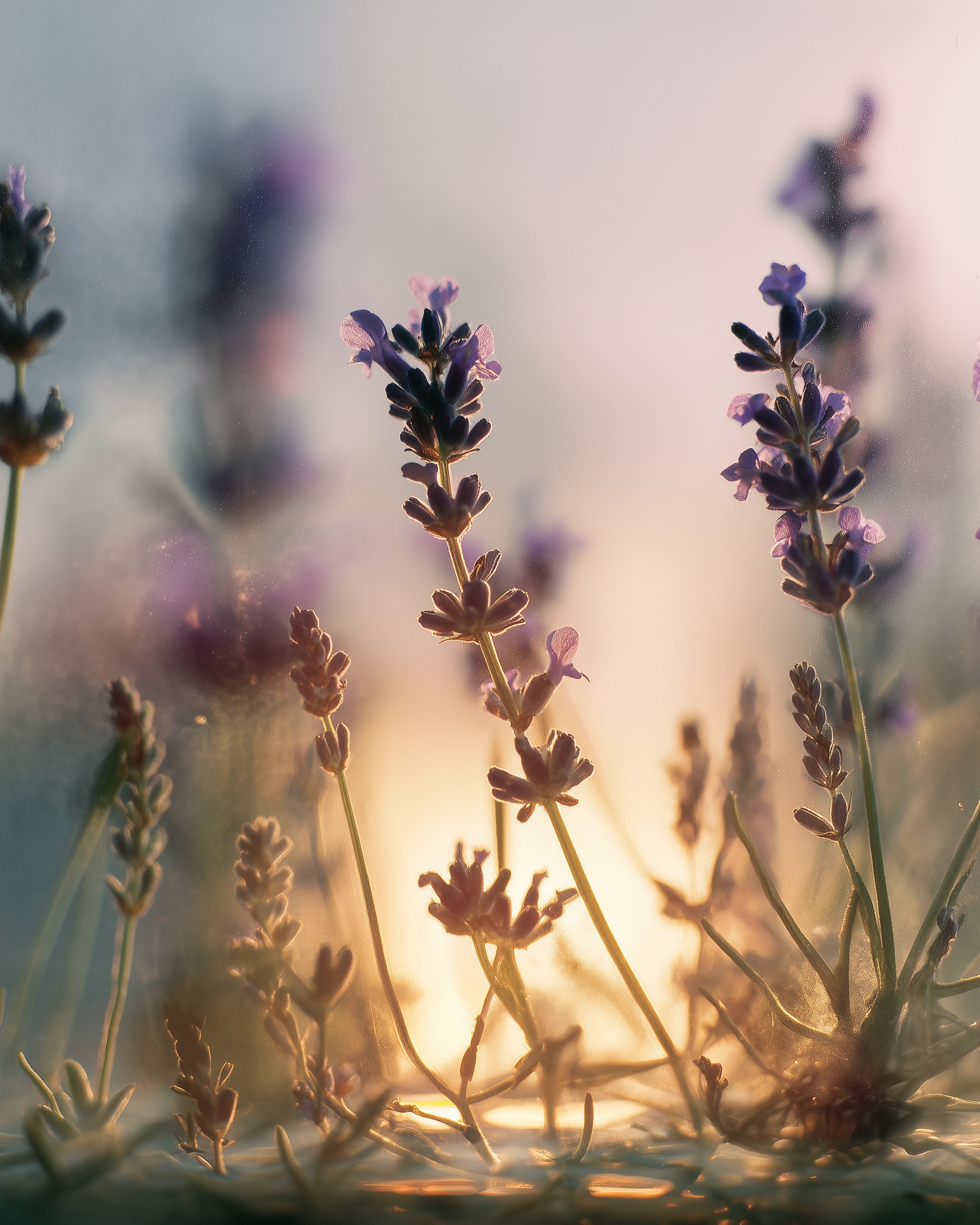 Blinding Lights Perfume